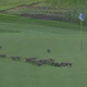 Screencap via @GolfChannel